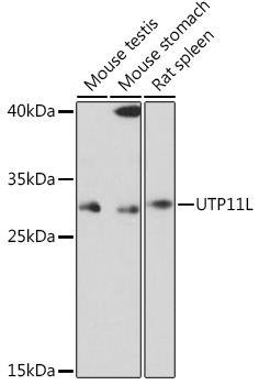 UTP11L Polyclonal Antibody (E-AB-92056)