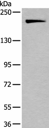 IQGAP1 Polyclonal Antibody (E-AB-53496)