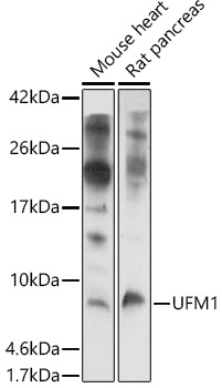 UFM1 Polyclonal Antibody (E-AB-91309)