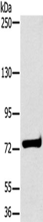 HSD17B4 Polyclonal Antibody (E-AB-15107)