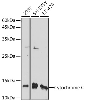 Cytochrome c Polyclonal Antibody (E-AB-68300)