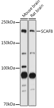 SCAF8 Polyclonal Antibody (E-AB-92158)