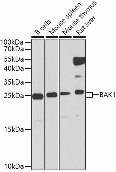 BAK1 Polyclonal Antibody (E-AB-60009)