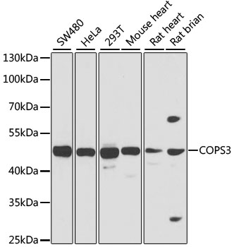 COPS3 Polyclonal Antibody (E-AB-61471)