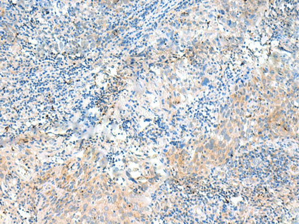 NID2 Polyclonal Antibody (E-AB-52786)