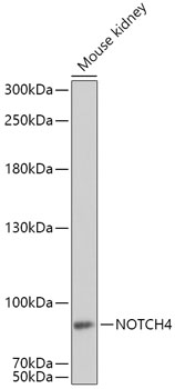 NOTCH4 Polyclonal Antibody (E-AB-62154)
