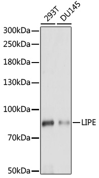 LIPE Polyclonal Antibody (E-AB-66535)