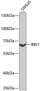 BIN1 Polyclonal Antibody (E-AB-60447)