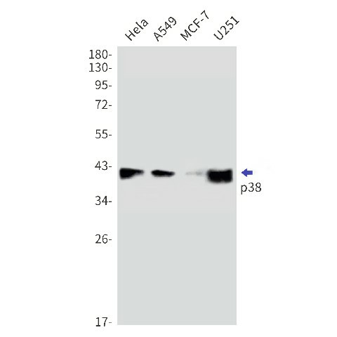 Recombinant p38 Monoclonal Antibody (E-AB-81507)
