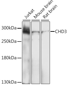 CHD3 Polyclonal Antibody (E-AB-63718)