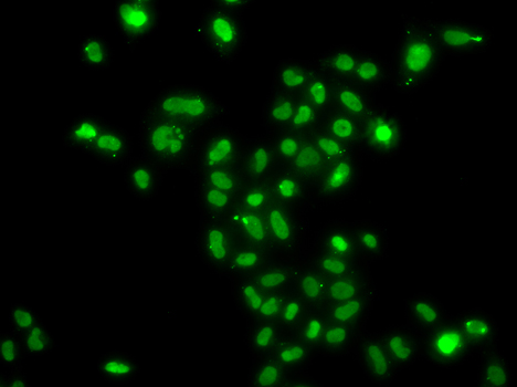 MORF4L2 Polyclonal Antibody (E-AB-62314)