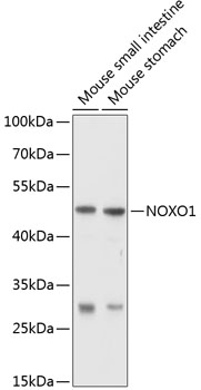 NOXO1 Polyclonal Antibody (E-AB-90180)