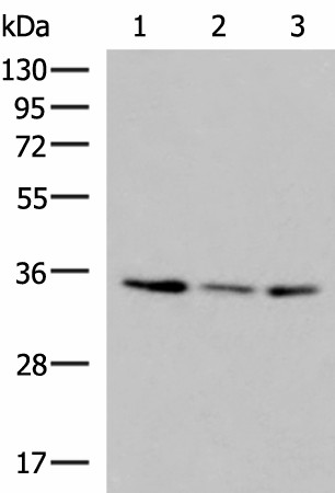 ISY1-RAB43 Polyclonal Antibody (E-AB-18135)