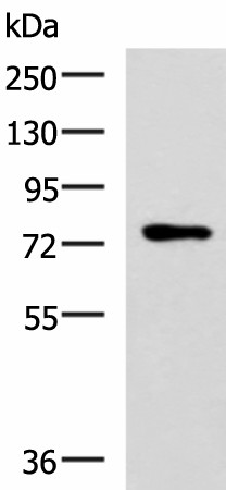 L3MBTL2 Polyclonal Antibody (E-AB-53011)