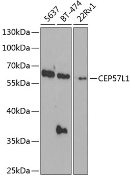 CEP57L1 Polyclonal Antibody (E-AB-62593)