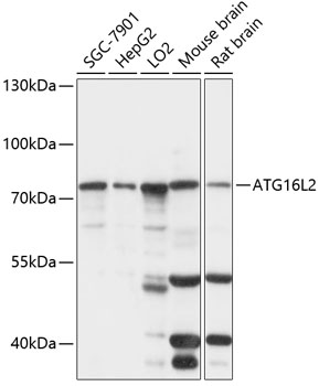 ATG16L2 Polyclonal Antibody (E-AB-91012)