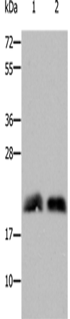 RHOB Polyclonal Antibody (E-AB-12248)