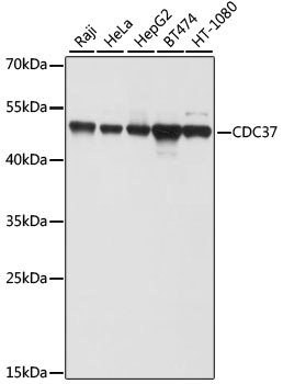 CDC37 Polyclonal Antibody (E-AB-62376)