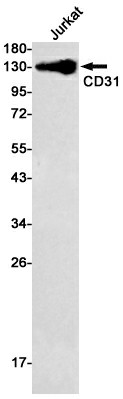 Recombinant CD31 Monoclonal Antibody (E-AB-81462)