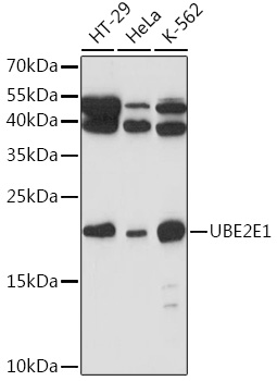 UBE2E1 Polyclonal Antibody (E-AB-90715)