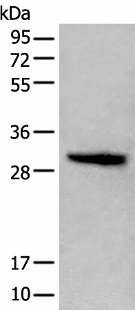 HIST1H1C Polyclonal Antibody (E-AB-18229)