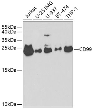 CD99 Polyclonal Antibody (E-AB-60563)
