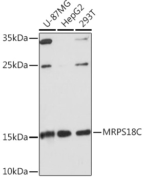 MRPS18C Polyclonal Antibody (E-AB-92054)