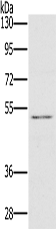 HTR3C Polyclonal Antibody (E-AB-10968)