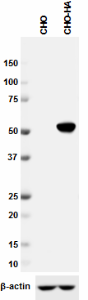 Anti-HA.11 Epitope Tag Antibody (Previously Covance catalog# MMS-101R) (901516)
