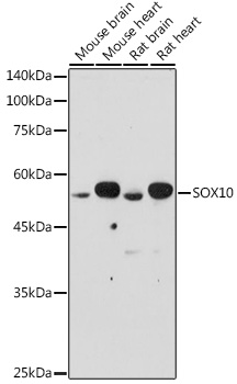 SOX10 Polyclonal Antibody (E-AB-93133)