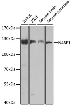 N4BP1 Polyclonal Antibody (E-AB-63009)