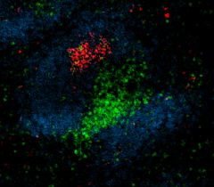 Biotin anti-rat IgM Antibody (408903)