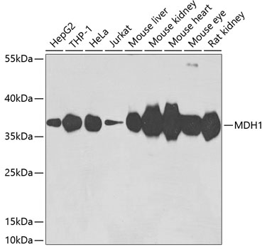 MDH1 Polyclonal Antibody (E-AB-62826)