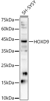 HOXD9 Polyclonal Antibody (E-AB-91645)