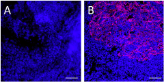 Alexa Fluor® 647 anti-Pan-Cytokeratin Antibody (914211)