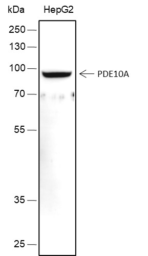 Recombinant PDE10A Monoclonal Antibody (AN301729L)