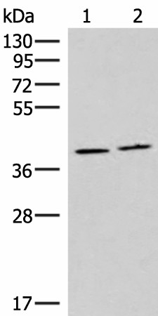 HMGCLL1 Polyclonal Antibody (E-AB-52900)