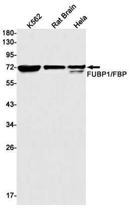 Recombinant FUBP1 Monoclonal Antibody (E-AB-81471)