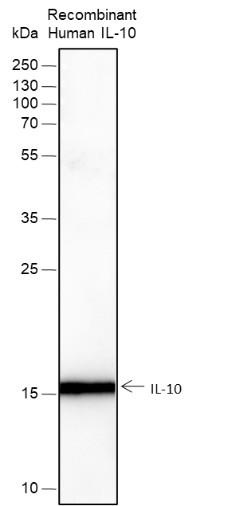 Recombinant IL-10 Monoclonal Antibody (AN301563L)