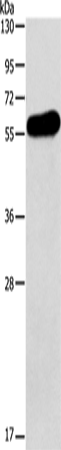 APOH Polyclonal Antibody (E-AB-13936)