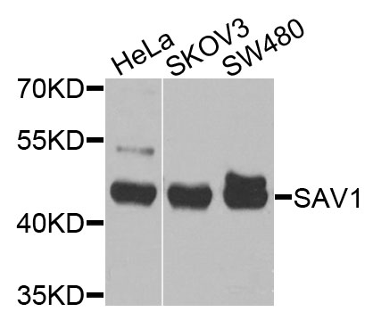 SAV1 Polyclonal Antibody (E-AB-62507)