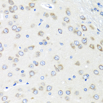 PIAS3 Polyclonal Antibody (E-AB-61499)
