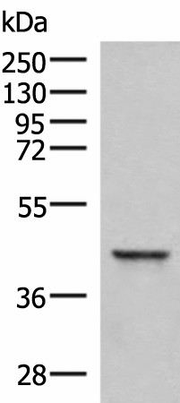SAMSN1 Polyclonal Antibody (E-AB-52918)