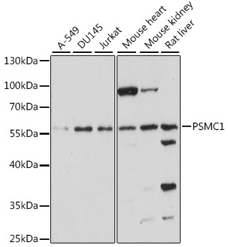 PSMC1 Polyclonal Antibody (E-AB-91255)