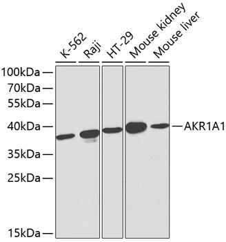 AKR1A1 Polyclonal Antibody (E-AB-60168)
