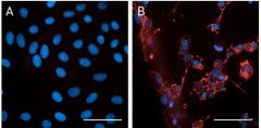 Purified anti-CD73 Antibody (640251)