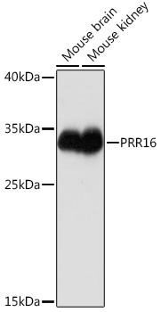 PRR16 Polyclonal Antibody (E-AB-91714)
