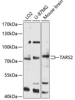 TARS2 Polyclonal Antibody (E-AB-90511)