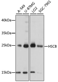 HSCB Polyclonal Antibody (E-AB-91375)