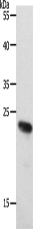 RAMP2 Polyclonal Antibody (E-AB-15828)